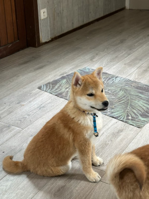 Baïko