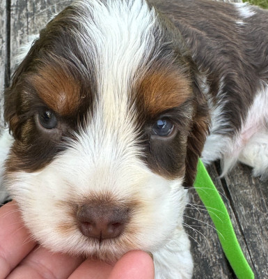 Buddy