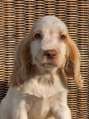TANGO