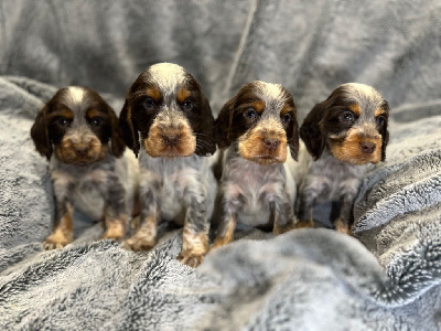 CHIOT 7