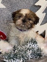 CHIOT