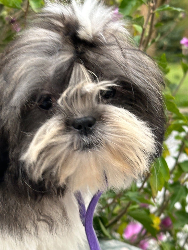 de l'Empereur Sirius - Chiots disponibles - Shih Tzu
