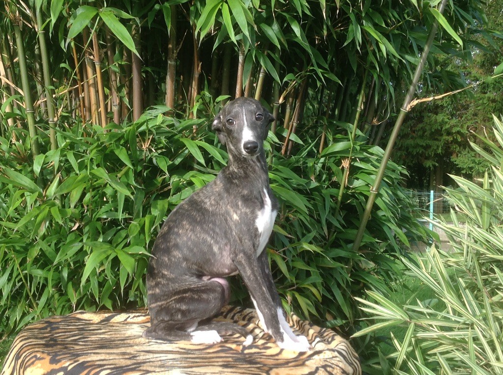de l'Empereur Sirius - Whippet - Portée née le 02/07/2017