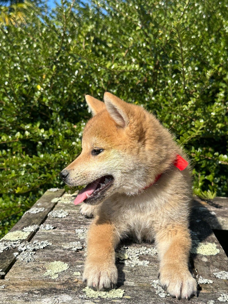 de l'Empereur Sirius - Chiots disponibles - Shiba