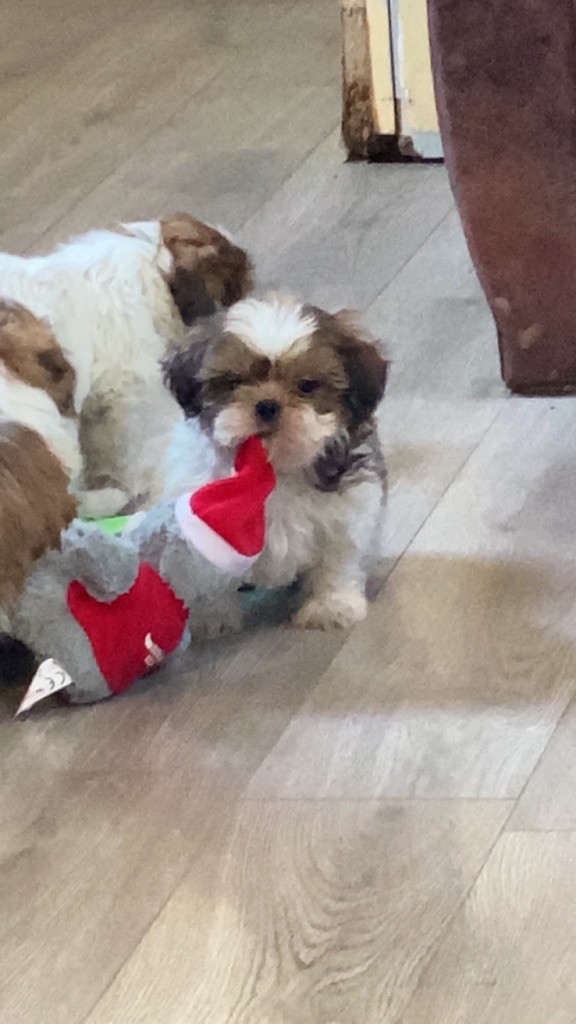 de l'Empereur Sirius - Shih Tzu - Portée née le 06/11/2020