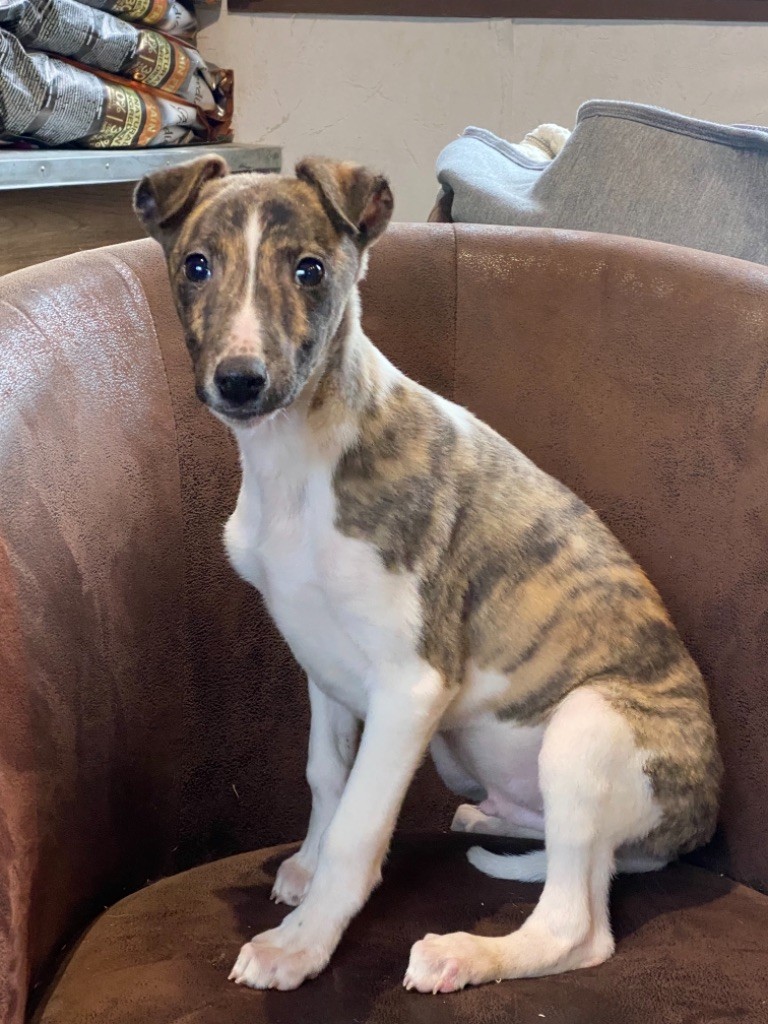 de l'Empereur Sirius - Whippet - Portée née le 15/12/2021
