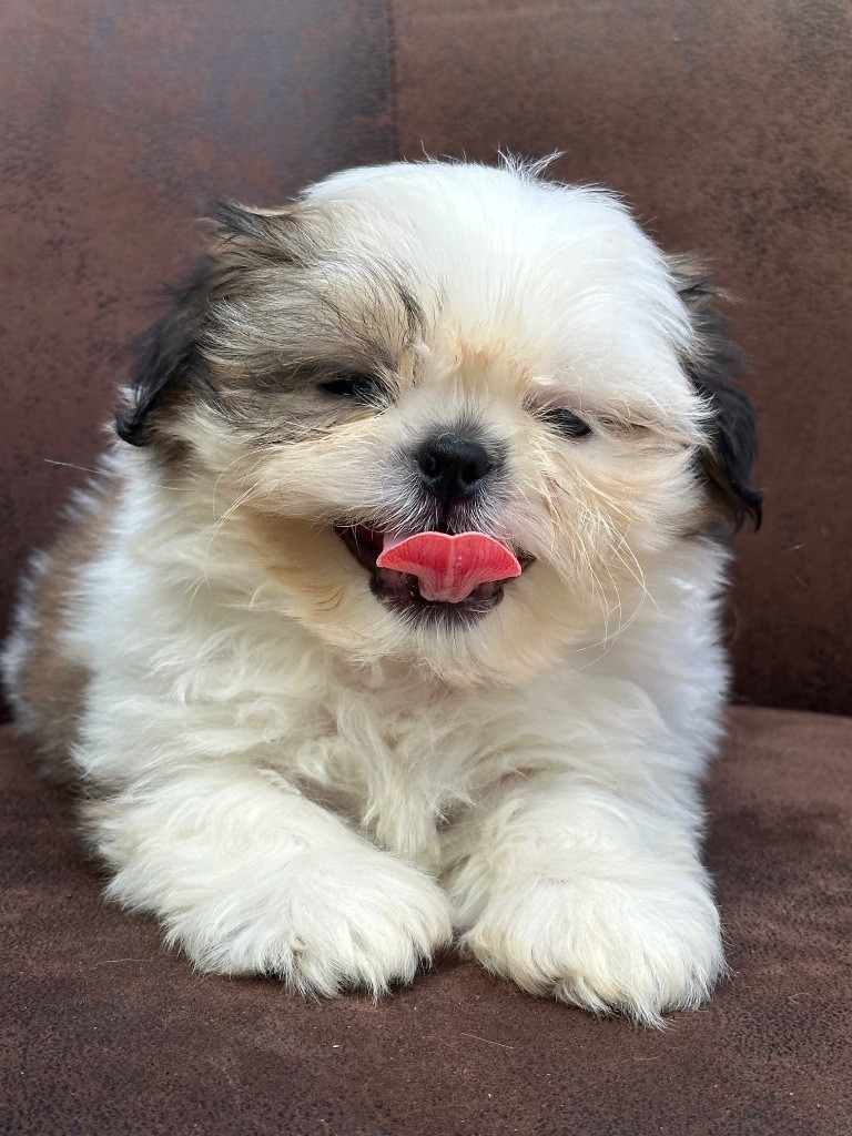 de l'Empereur Sirius - Shih Tzu - Portée née le 24/05/2025