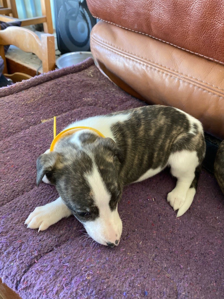 de l'Empereur Sirius - Whippet - Portée née le 26/11/2020