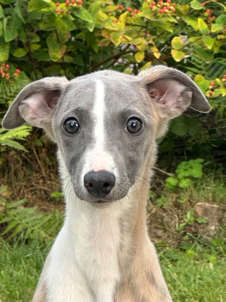 de l'Empereur Sirius - Chiots disponibles - Whippet