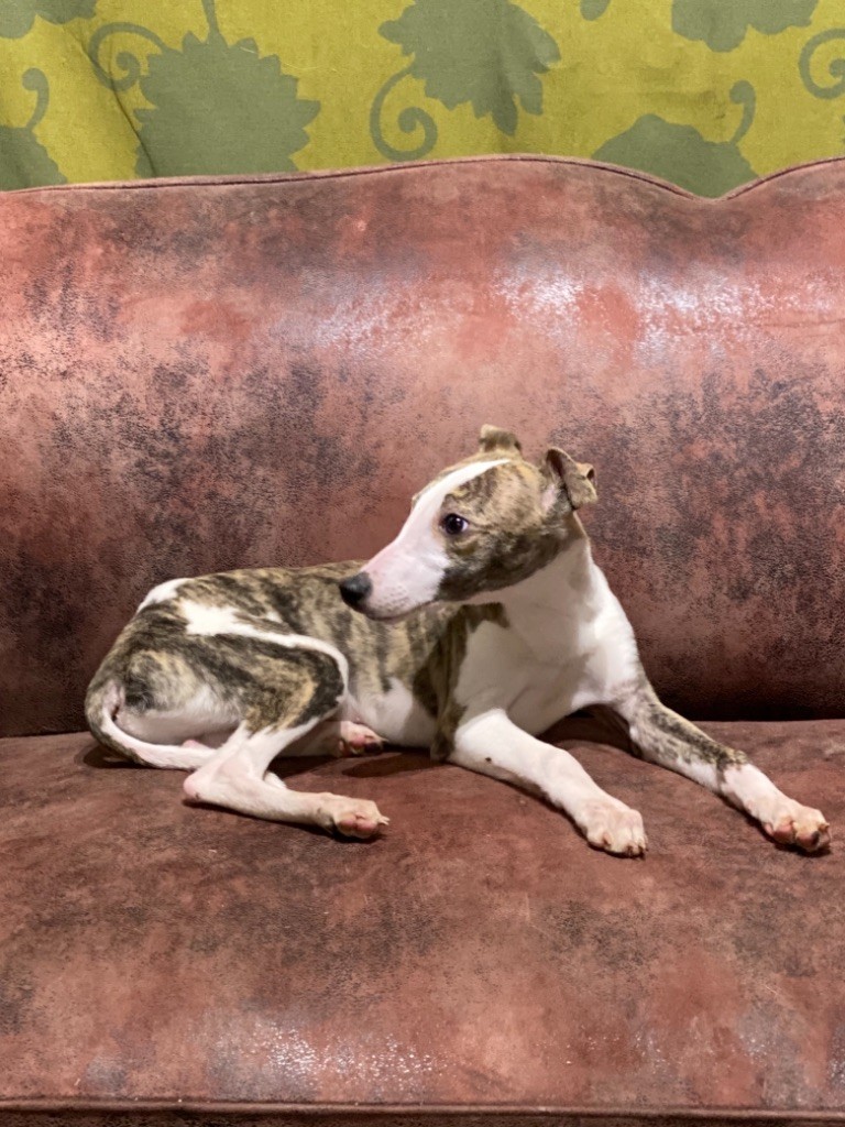 de l'Empereur Sirius - Whippet - Portée née le 28/07/2021