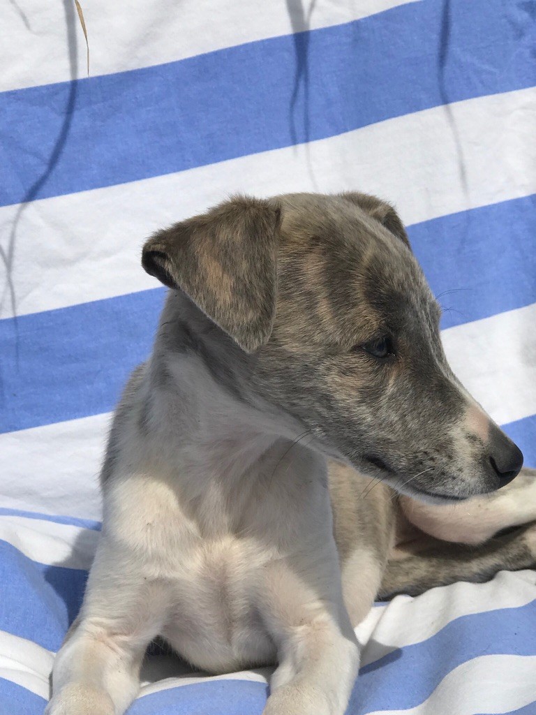 de l'Empereur Sirius - Whippet - Portée née le 06/07/2019